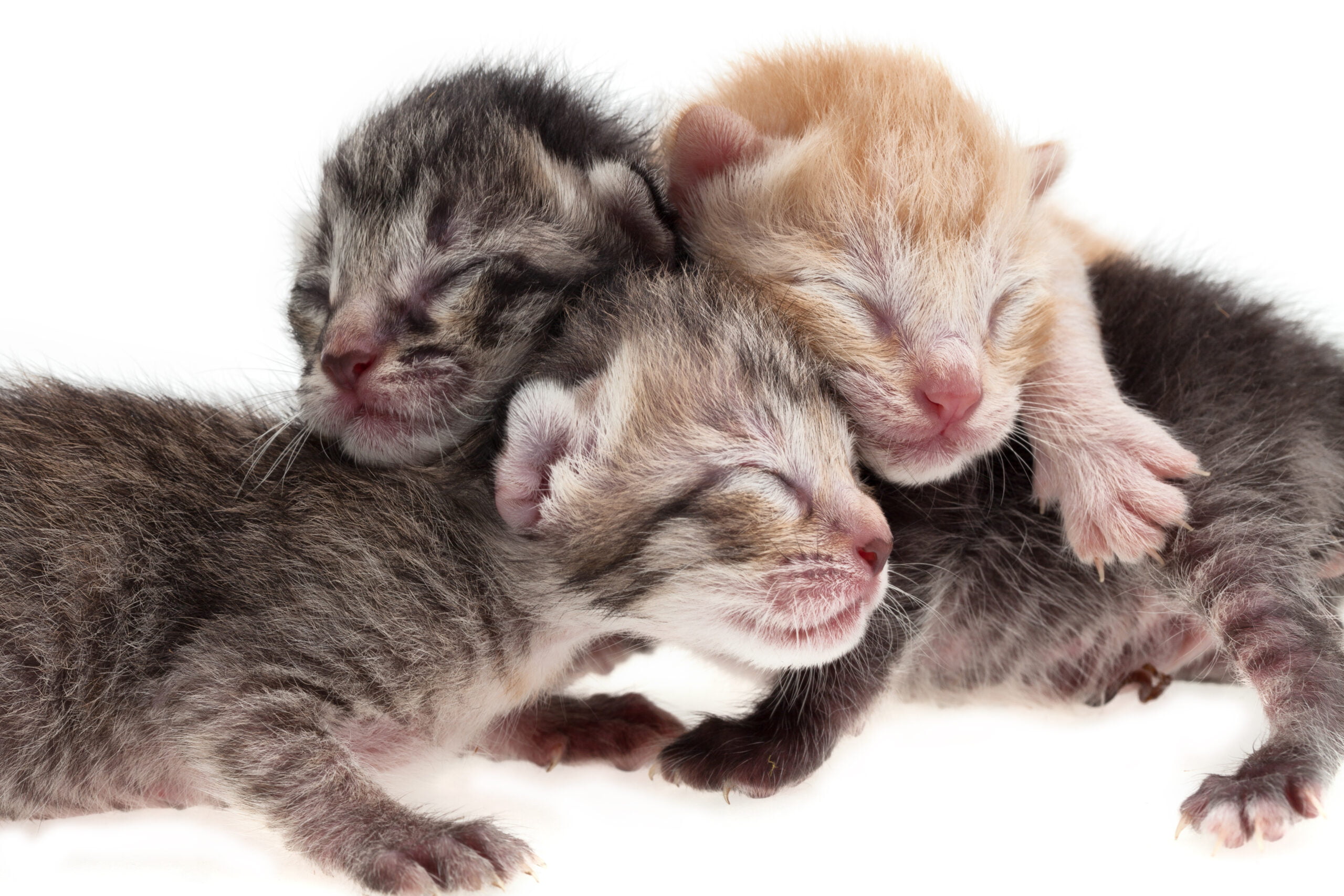 Kitten Health Care Package - Cheek to Cheek Hospital for Animals